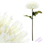 Chryzantéma světle krémová